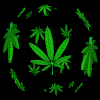 <img:http://www.marijuana-picture.com/gallery/animated_marijuana_pics/images/animated_marijuana_spinning.gif>