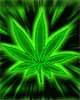 purple cannabis leaf