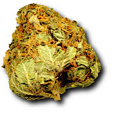 golden_bud_marijuana_pic.png