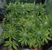 marijuana plant picture