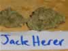 jack herer cannabis cup winner