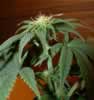 female cannabis buds