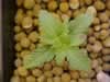 cannabis germination