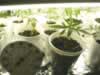 marijuana germination