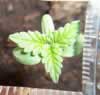 marijuana seedling close up