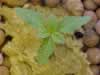 marijuana seedling in rockwool