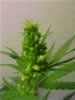 male cannabis plant picture