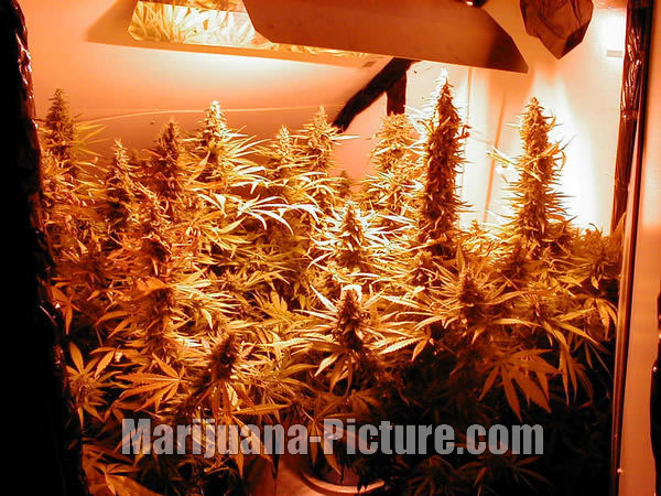 cannabis grow image