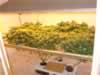 grow room marijuana