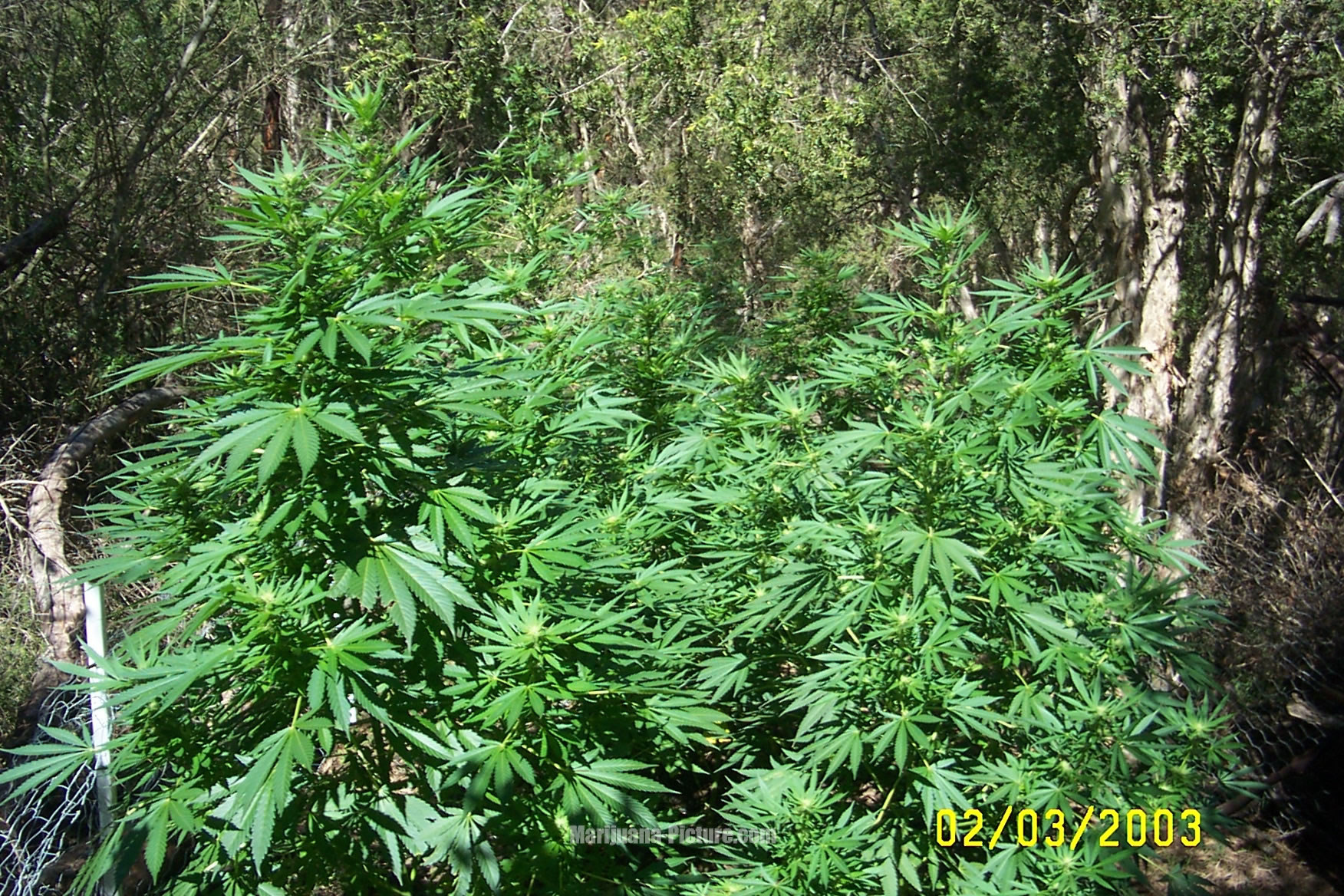 marijuana_outback_australia.jpg