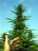 growing marijuana outdoors