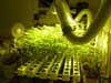 growing marijuana hydroponics