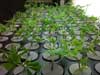 growing marijuana hydroponics