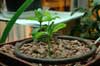 growing marijuana hydroponics