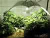 growing marijuana hydroponics