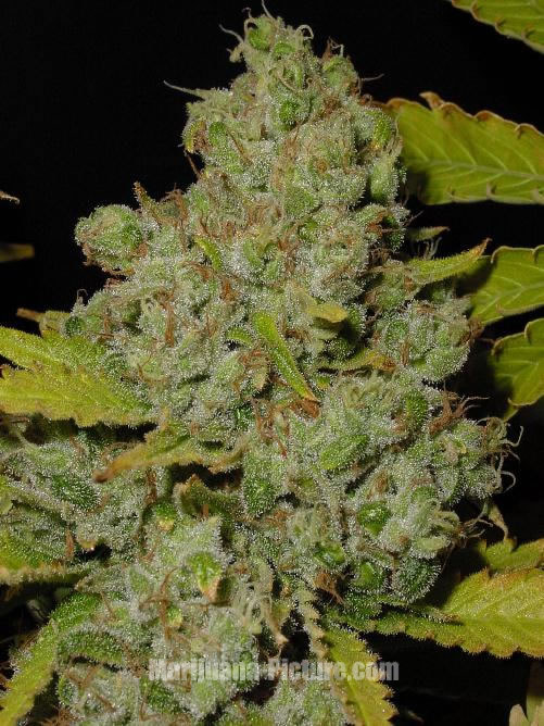 marijuana_bud_closeup.jpg