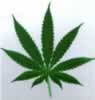 cannabis leaf