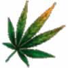 marijuana leaf