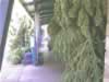 marijuana harvest