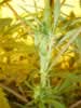 female cannabis plant