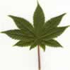 marijuana leaf pic