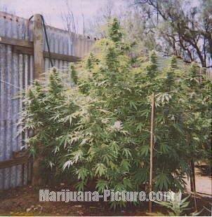 big_marijuana_plant.jpg