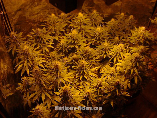 http://www.marijuana-picture.com/gallery/marijuana_plant_picture/images/marijuana_plant.jpg