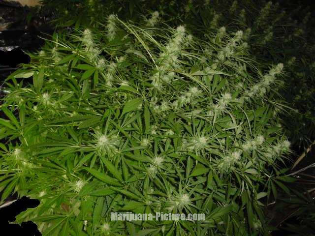 Boob Plant 105