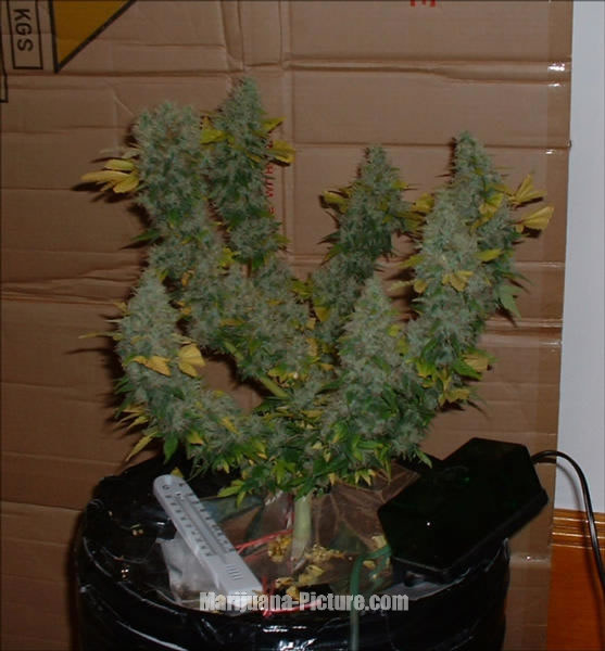 pictures of weed plants. How To Grow A Good Weed Plant