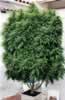 marijuana plant picture