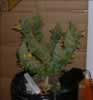 trimmed marijuana plant