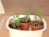 marijuana seedlings