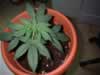 small cannabis plant