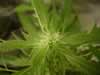 marijuana bud first flowering