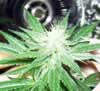 small bud marijuana pic 2